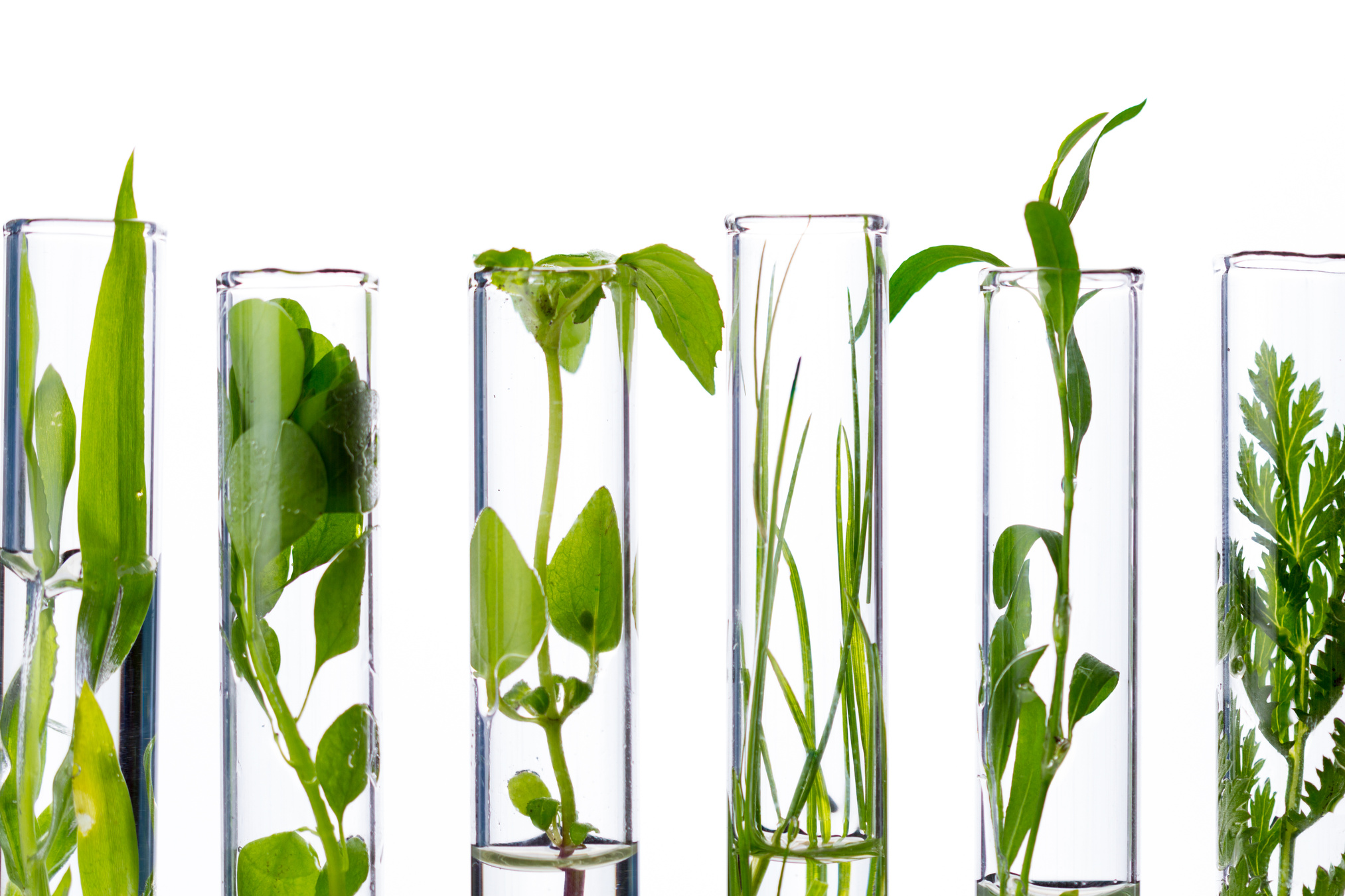 Green fresh plant in glass test tube in laboratory on white background. Close up macro.